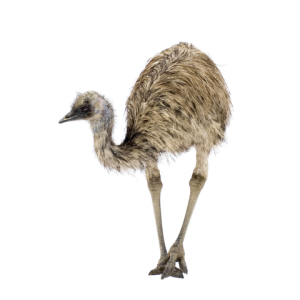 Emu